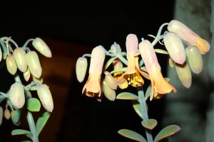 Naduť madagaskarská květ