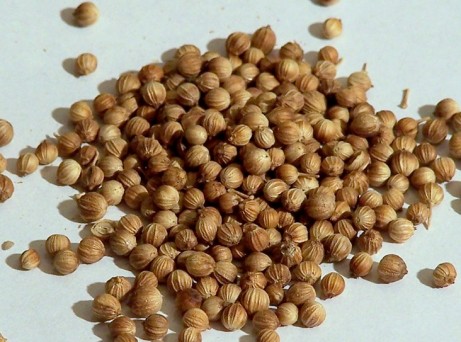Marocká varieta koriandru